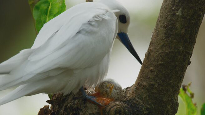 Planet Earth II season 1 episode 1 on DiscoveryPlus