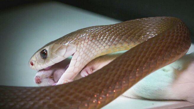 Snake Catcher: Down Under season 1 episode 5 on Discovery Plus