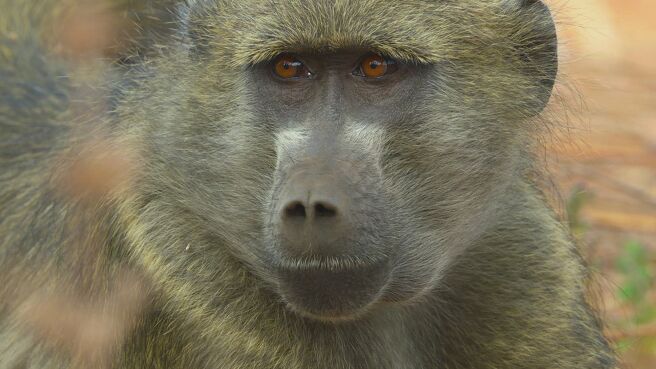 Gangs Of Baboon Falls season 1 episode 1 on Discovery Plus