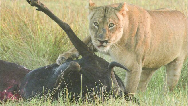 Adapt To Survive season 1 episode 2 on Discovery Plus