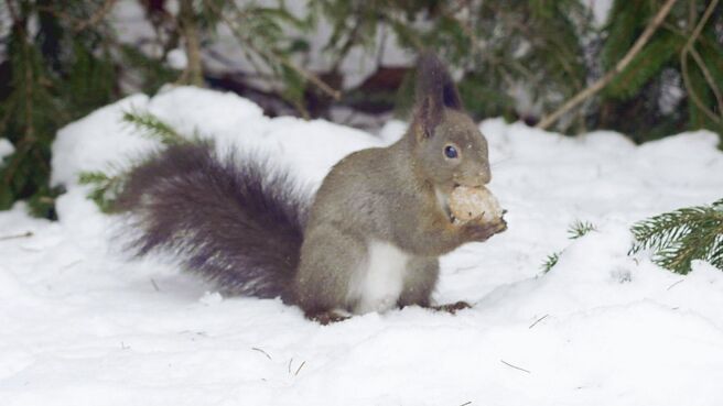The Grey and the Red - Secrets of Squirrels season 1 episode 1 on Discovery Plus