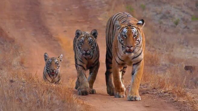 Tiger Legacy season 1 episode 1 on Discovery Plus