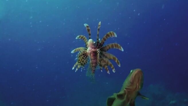 Epic Animal Encounters season 1 episode 26 on Discovery Plus