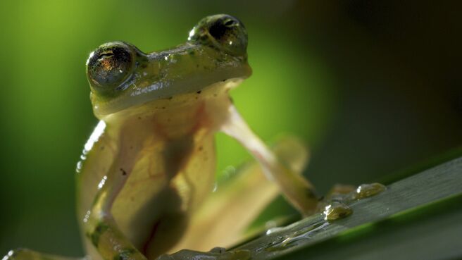Planet Earth II season 1 episode 4 on DiscoveryPlus