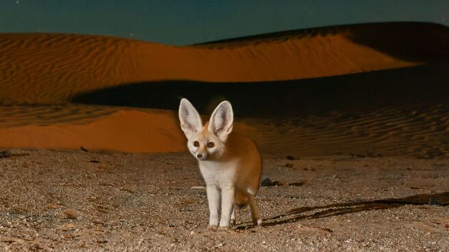 Mammals season 1 episode 1 on Discovery Plus