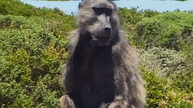 Epic Animal Encounters season 1 episode 12 on Discovery Plus