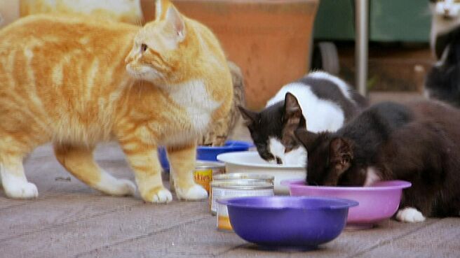 Must Love Cats season 1 episode 1 on Discovery Plus