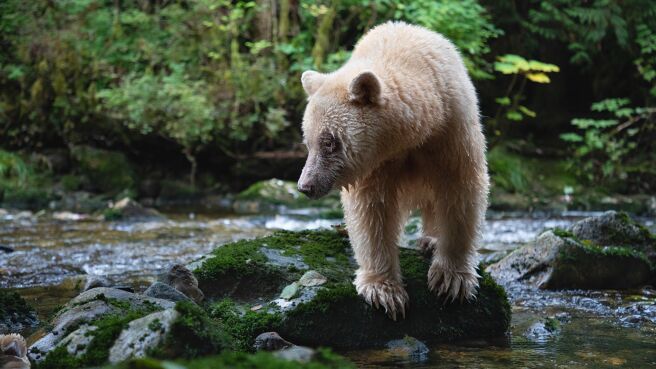 Planet Earth III season 1 episode 5 on DiscoveryPlus