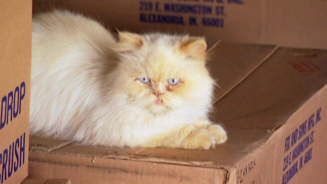 Must Love Cats season 1 episode 2 on Discovery Plus