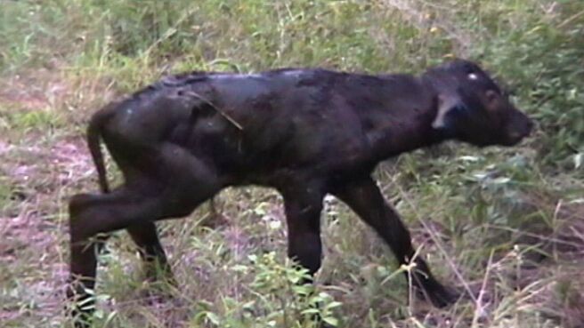 Epic Animal Encounters season 1 episode 19 on Discovery Plus