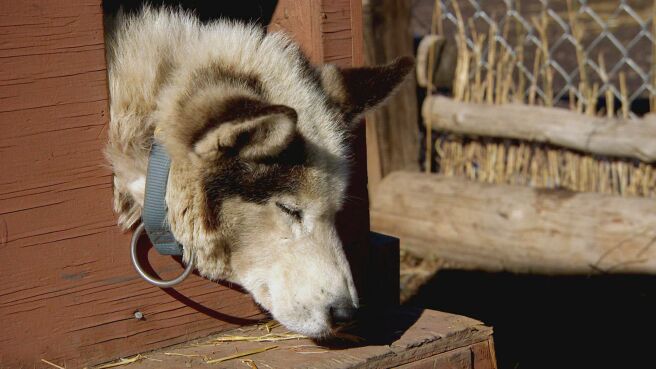 Dr. Jeff: Rocky Mountain Vet season 2 episode 3 on DiscoveryPlus