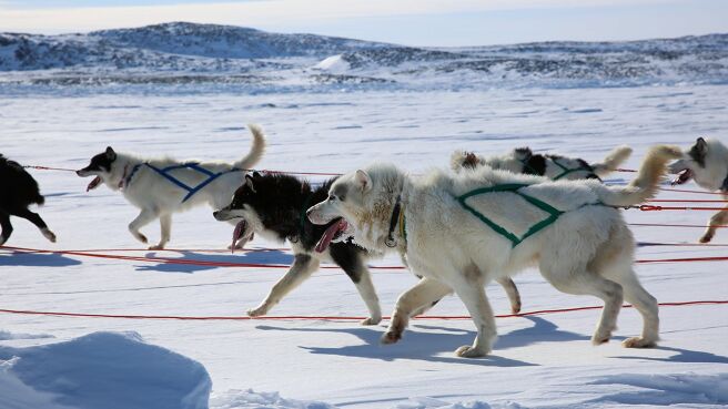 Dogs: The Untold Story season 1 episode 3 on Discovery Plus