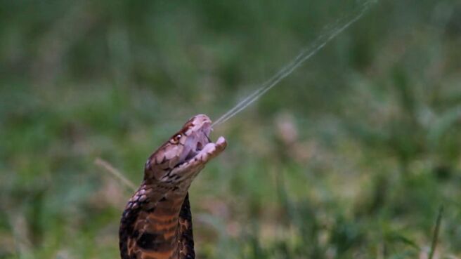 The Secret World Of Snakes season 1 episode 2 on Discovery Plus