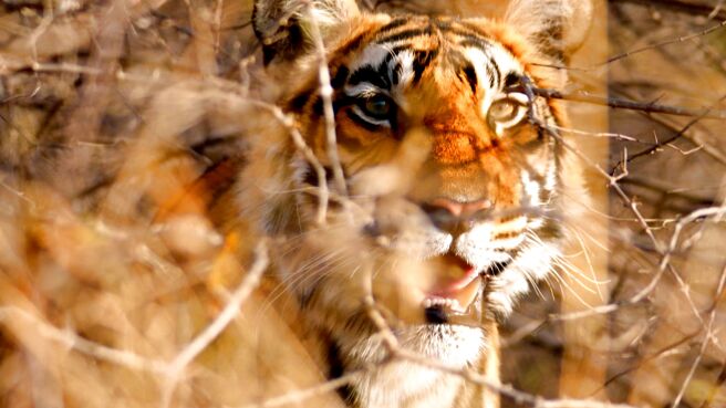 Mammals season 1 episode 6 on Sony LIV