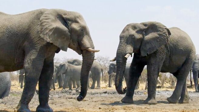 Elephants Up Close season 1 episode 1 on Discovery Plus