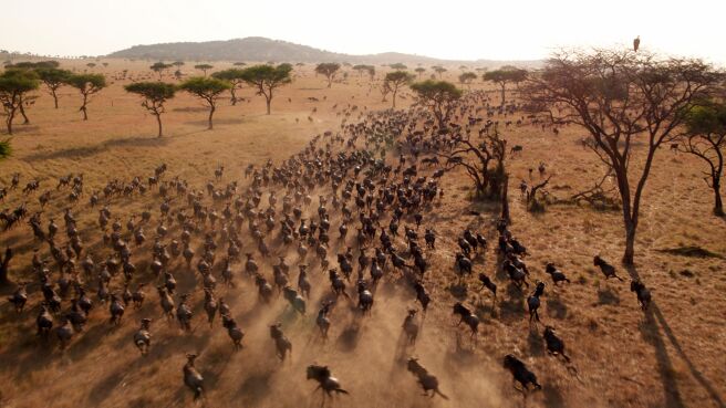 Serengeti season 1 episode 3 on Discovery Plus