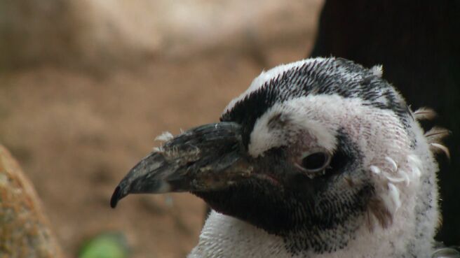 Meet The Penguins season 1 episode 5 on Discovery Plus