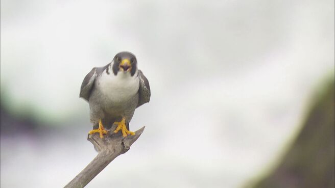 Saving Britain's Wildlife season 1 episode 2 on Discovery Plus