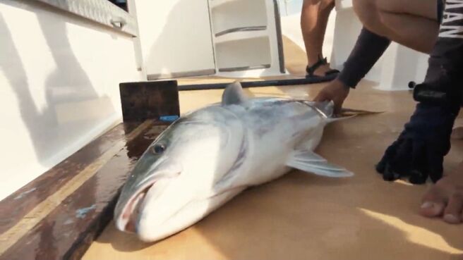 Man Eats Wild season 1 episode 5 on Discovery Plus