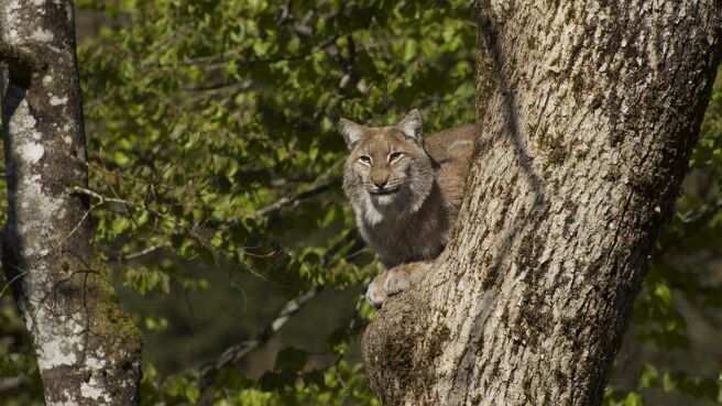 Wildest Europe season 1 episode 3 on Discovery Plus