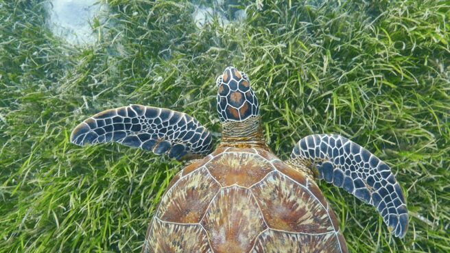 Blue Planet II season 1 episode 5 on Discovery Plus