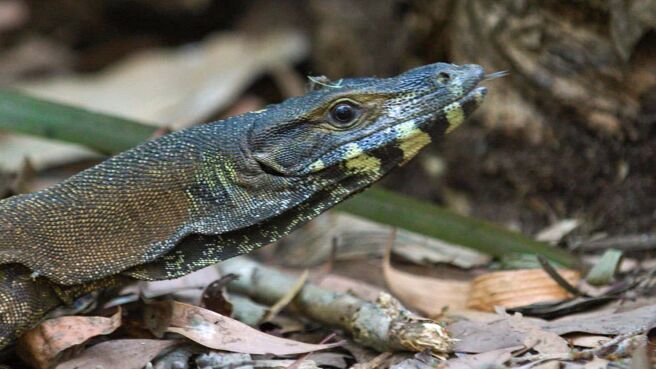 Aussie Snake Wranglers season 3 episode 4 on Discovery Plus