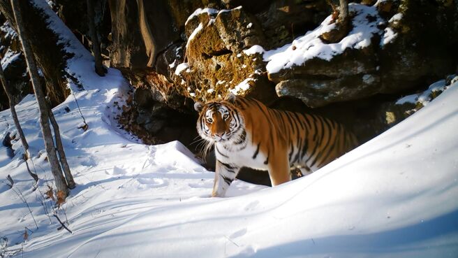 Frozen Planet season 2 episode 1 on Sony LIV