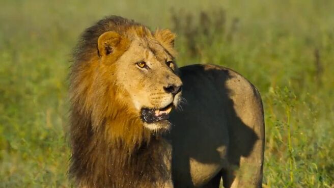 Islands: Nature’s Wild Laboratories season 1 episode 5 on Discovery Plus