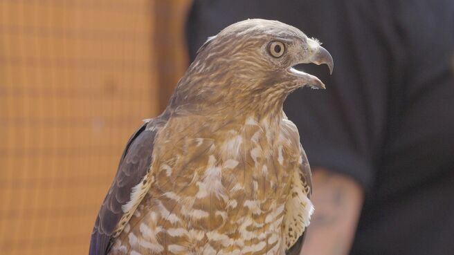 Lost Monster Files season 1 episode 4 on Discovery Plus