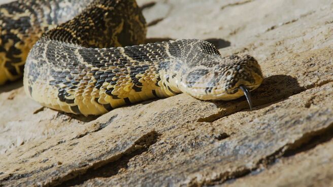 Deadliest Snakes Of South Africa season 1 episode 1 on Discovery Plus