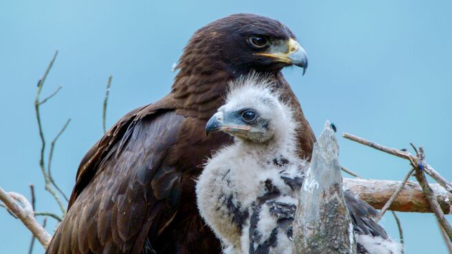 China's Wild Secrets season 1 episode 5 on Discovery Plus