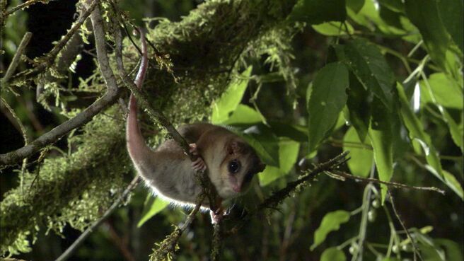Planet Earth season 1 episode 8 on DiscoveryPlus