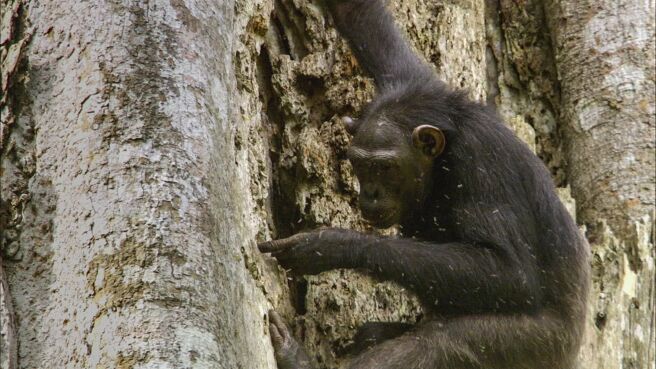 Africa season 1 episode 3 on Discovery Plus