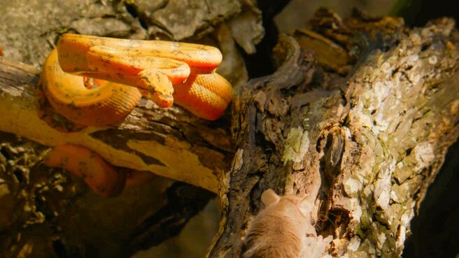 The Secret World Of Snakes season 1 episode 1 on Discovery Plus