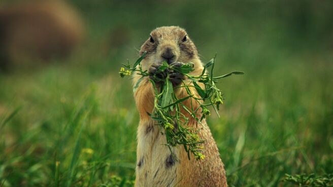 The Wild West: A Prairie Dog's Life season 1 episode 1 on Discovery Plus