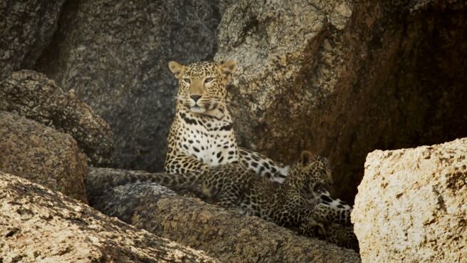 The Leopard Rocks season 1 episode 1 on Discovery Plus