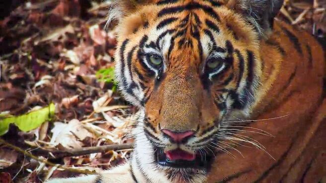 Tiger Legacy season 1 episode 3 on Discovery Plus