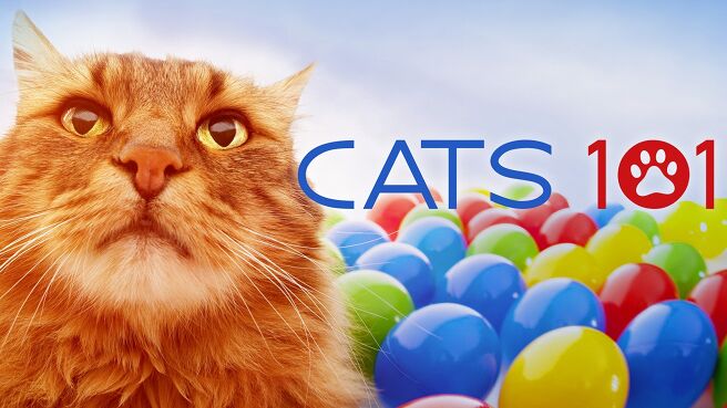 Cats 101 on Discovery Plus