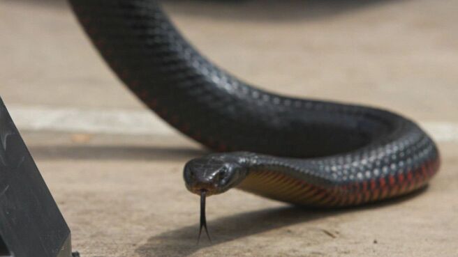 Aussie Snake Wranglers season 3 episode 2 on Discovery Plus