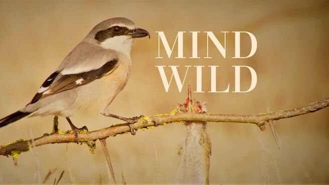 Mind Wild on Discovery Plus