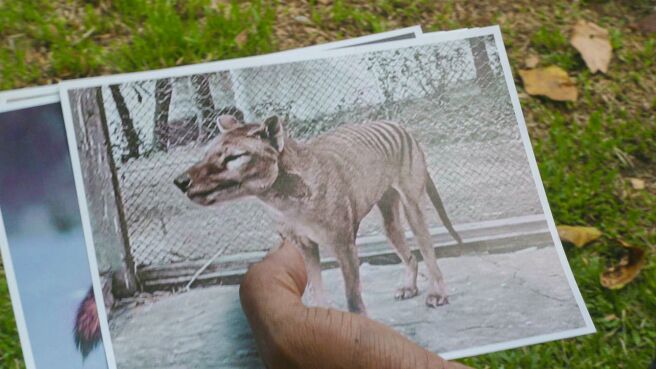 Hunt for Truth: Tasmanian Tiger on Discovery Plus