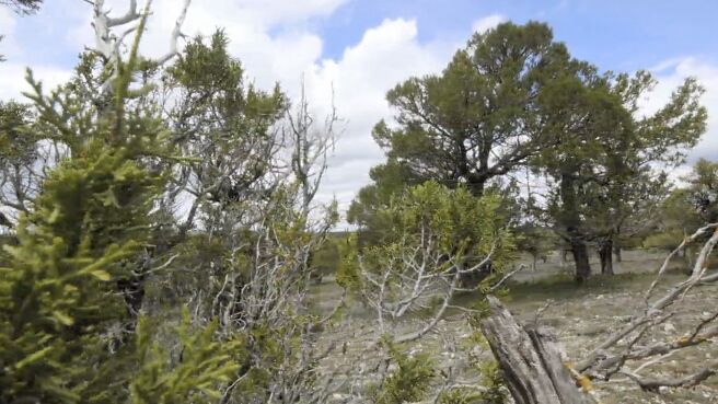 Jungle Planet season 1 episode 24 on Discovery Plus