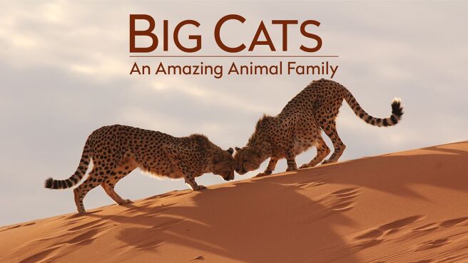 Big Cats: An Amazing Animal Family on Discovery Plus