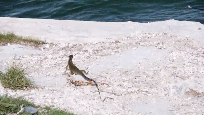 Wild Fed season 1 episode 5 on Discovery Plus