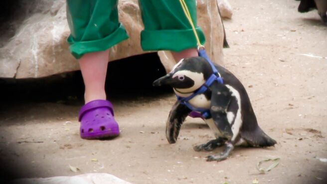 Meet The Penguins season 1 episode 8 on Discovery Plus