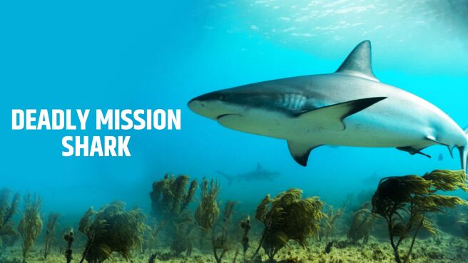 Deadly Mission Shark on Sony LIV