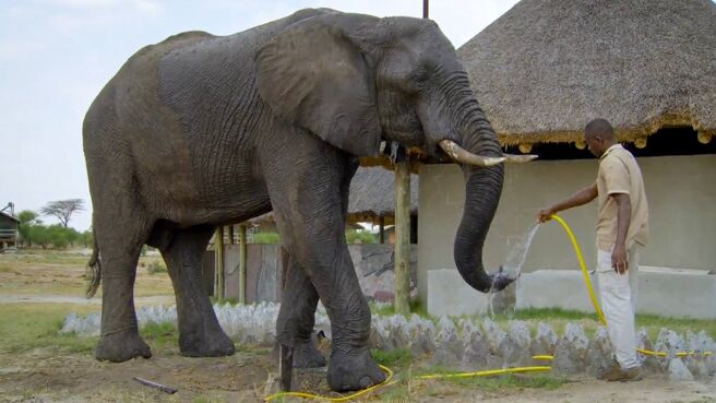 Elephants Up Close season 1 episode 2 on Discovery Plus