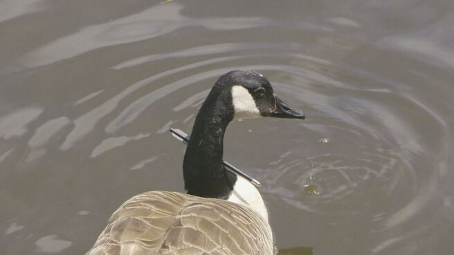 Saving Britain's Wildlife season 1 episode 1 on Discovery Plus