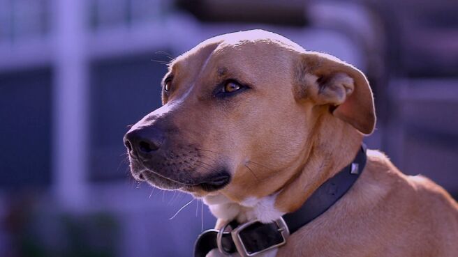 Cat vs Dog season 1 episode 3 on Discovery Plus