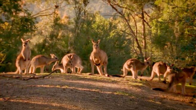 Predator Countdown season 1 episode 2 on Discovery Plus